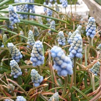Muscari armeniacum 'Valerie Finnis'